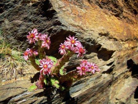 Flora de las cumbres de Sierra Nevada