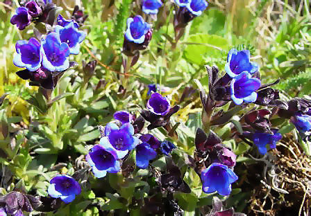 Lithodora diffusa (Carrasquilla azul)