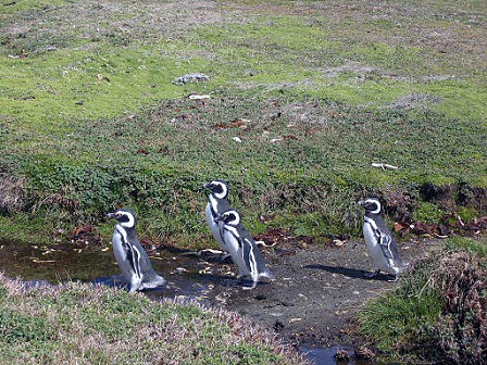 Pingüino Patagónico o de Magallanes (Spheniscus magellanicus)