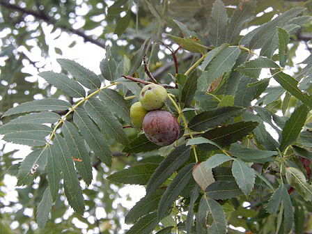 El silbo o jerbo (Prunus domestica) en León